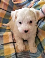 ALLISON , a female Morkie for sale in Snowflake, AZ – 3 of 3