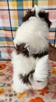 Ghirardelli , a male Pomeranian and Morkie for sale in Snowflake, AZ – 3 of 7