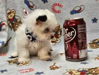 Pupsicle, a male Morkie for sale in Snowflake, AZ – 4 of 7