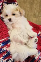 Garnett, a male Morkie for sale in Snowflake, AZ – 5 of 9