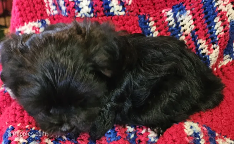 CROSS – Shih Tzu, Morkie puppy for sale in Snowflake, AZ