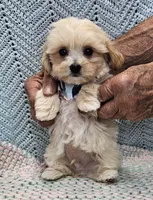 Duane , a male Morkie for sale in Snowflake, AZ – Photo 2 of 7