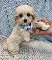 Duane , a male Morkie for sale in Snowflake, AZ – Photo 7 of 7