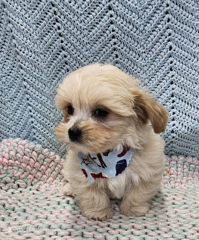 Duane  – Morkie puppy for sale in Snowflake, AZ