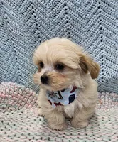 Duane , a male Morkie for sale in Snowflake, AZ – Photo 1 of 7