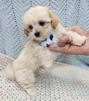 Duane , a male Morkie for sale in Snowflake, AZ – Photo 6 of 7