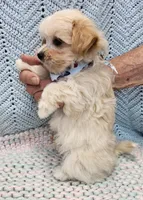 Duane , a male Morkie for sale in Snowflake, AZ – Photo 4 of 7