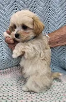 Duane , a male Morkie for sale in Snowflake, AZ – Photo 3 of 7