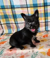 Onyx, a female Pomeranian and Morkie for sale in Snowflake, AZ – 2 of 6
