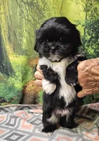 SPLASH, a female Toy Australian Shepherd and Mal Shi for sale in Snowflake, AZ – 5 of 7