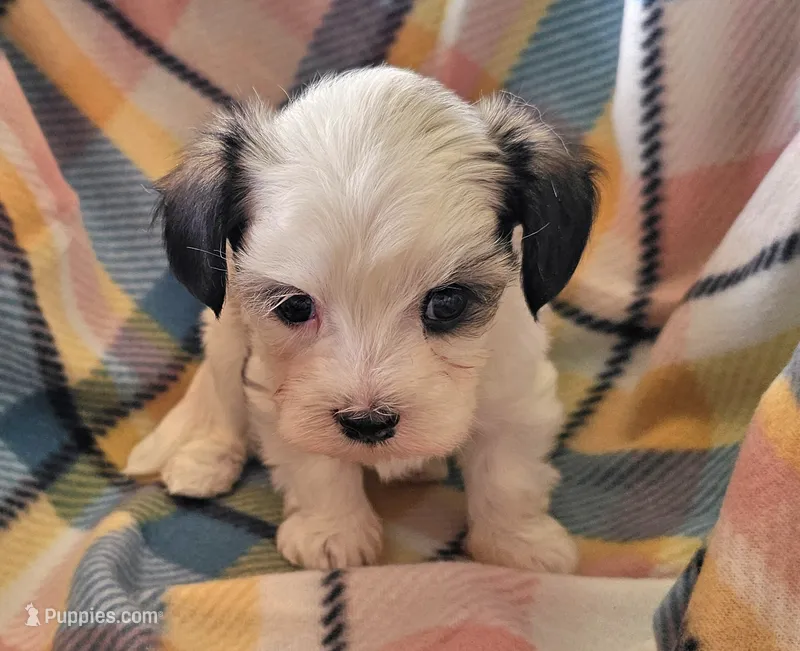 ANNIE  – Morkie puppy for sale in Snowflake, AZ