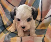 ANNIE , a female Morkie for sale in Snowflake, AZ – 1 of 6