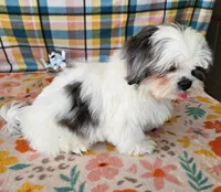 SINATRA , a male Toy Australian Shepherd and Mal Shi for sale in Snowflake, AZ – 4 of 8