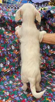 Rachel , a female Morkie for sale in Snowflake, AZ – 3 of 6