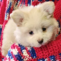 LAURENA, a female Pomeranian and Morkie for sale in Snowflake, AZ – 5 of 9