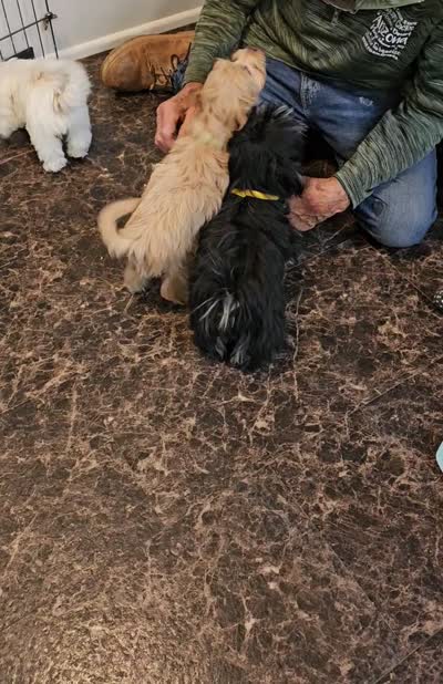 LONDON , a male Morkie for sale in Snowflake, AZ – 6 of 7