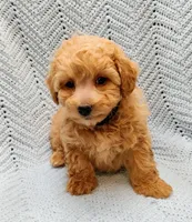 Mario, a male Maltipoo for sale in Snowflake, AZ – Photo 7 of 9