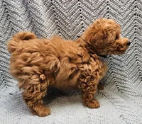 Mario, a male Maltipoo for sale in Snowflake, AZ – Photo 4 of 9
