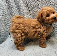 Mario, a male Maltipoo for sale in Snowflake, AZ – Photo 3 of 9
