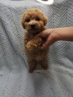 Mario, a male Maltipoo for sale in Snowflake, AZ – Photo 6 of 9