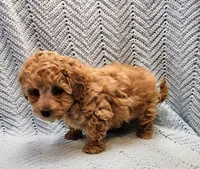 Mario, a male Maltipoo for sale in Snowflake, AZ – Photo 5 of 9