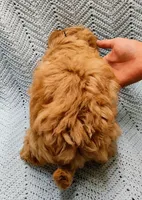 Mario, a male Maltipoo for sale in Snowflake, AZ – Photo 9 of 9