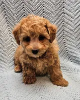 Mario, a male Maltipoo for sale in Snowflake, AZ – Photo 1 of 9