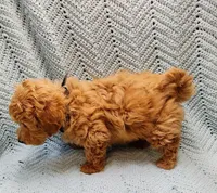 Mario, a male Maltipoo for sale in Snowflake, AZ – Photo 8 of 9