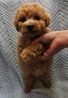 Mario, a male Maltipoo for sale in Snowflake, AZ – Photo 2 of 9