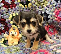 SARA, a female Morkie for sale in Snowflake, AZ – 2 of 7