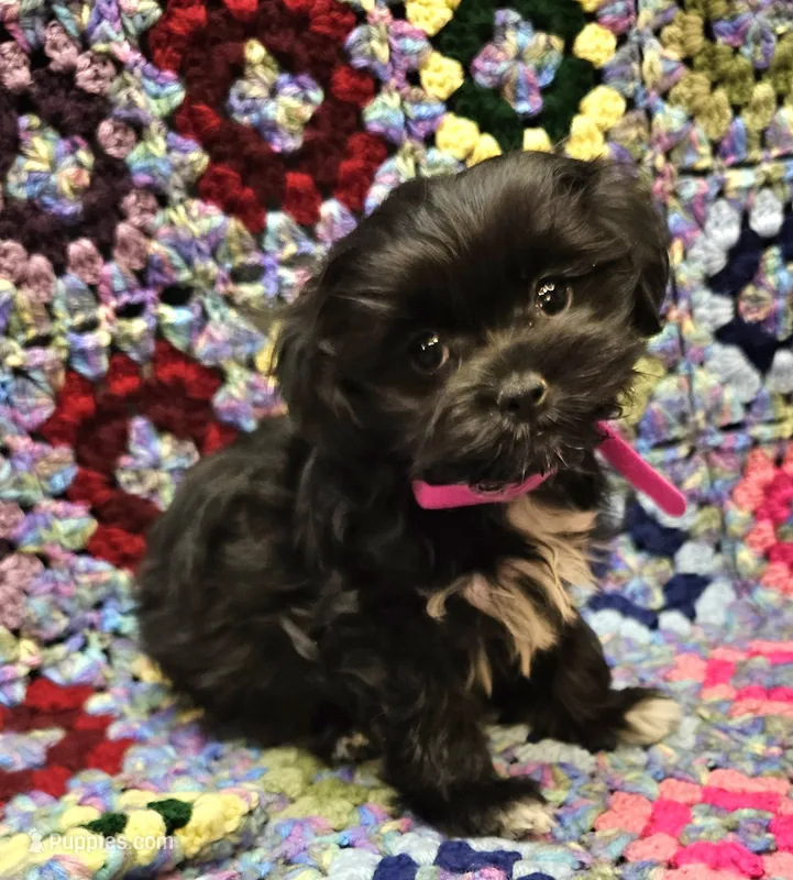 HONEY  – Maltese, Toy Australian Shepherd puppy for sale in Snowflake, AZ