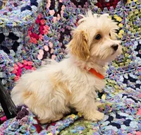 CATHRINE, a female Morkie for sale in Snowflake, AZ – 3 of 6