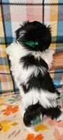Playful Patch, a male Maltese and Mal Shi for sale in Snowflake, AZ – 6 of 8
