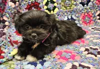 HONEY , a female Maltese and Toy Australian Shepherd for sale in Snowflake, AZ – 3 of 6