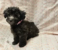 DOVE, a female Maltipoo for sale in Snowflake, AZ – 6 of 7
