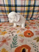 Yoko, a female Morkie and Mal Shi for sale in Snowflake, AZ – 6 of 9