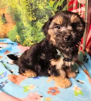 Danny , a male Morkie for sale in Snowflake, AZ – 2 of 7