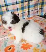 Ghirardelli , a male Pomeranian and Morkie for sale in Snowflake, AZ – 5 of 7