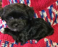 CROSS, a male Shih Tzu and Morkie for sale in Snowflake, AZ – 5 of 8