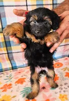 MAYA, a female Yorkipoo for sale in Snowflake, AZ – 3 of 5