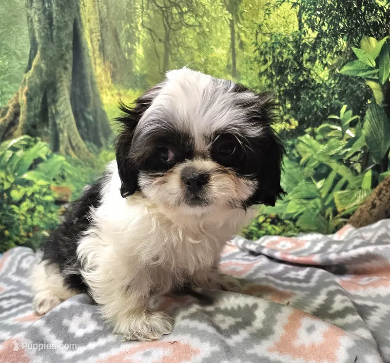 SADIE – Mal Shi puppy for sale in Snowflake, AZ