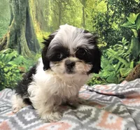 SADIE, a female Mal Shi for sale in Snowflake, AZ – 2 of 7
