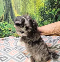 SABRINA , a female Toy Australian Shepherd and Mal Shi for sale in Snowflake, AZ – 5 of 8