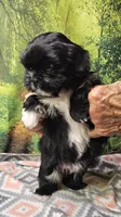 SPLASH, a female Toy Australian Shepherd and Mal Shi for sale in Snowflake, AZ – 4 of 7