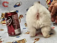 Pupsicle, a male Morkie for sale in Snowflake, AZ – 2 of 7