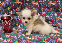 Cali, a female Morkie for sale in Snowflake, AZ – 5 of 8