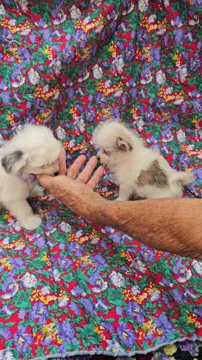Pupcake, a female Morkie for sale in Snowflake, AZ – 7 of 7
