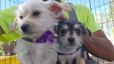 SARA, a female Morkie for sale in Snowflake, AZ – 6 of 7