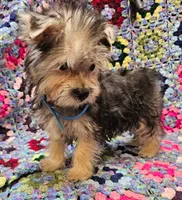 LONDON , a male Morkie for sale in Snowflake, AZ – 4 of 7