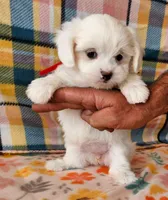 Yoko, a female Morkie and Mal Shi for sale in Snowflake, AZ – 4 of 9